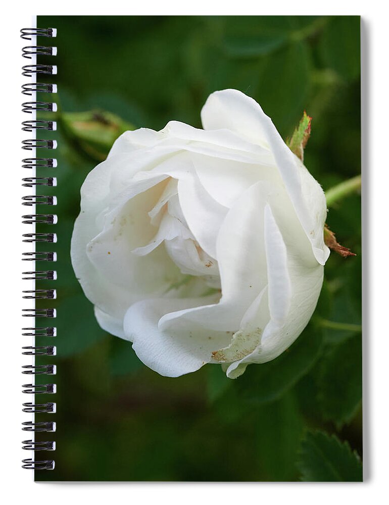 Finland Spiral Notebook featuring the photograph White Midsummer rose 1 by Jouko Lehto