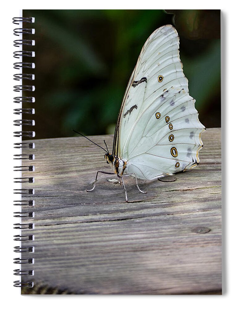 White Spiral Notebook featuring the photograph White Morpho Butterfly by L Bosco