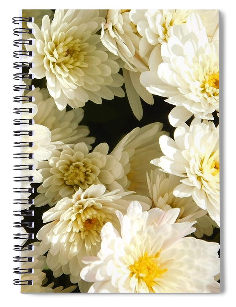 White Spiral Notebook featuring the photograph - White Mums by THERESA Nye