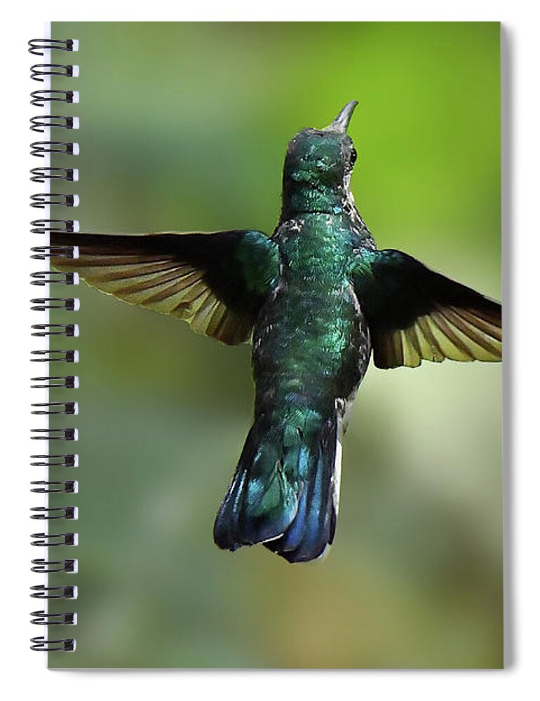 Hummingbirds Spiral Notebook featuring the photograph White-necked Jacobin Hovers by Alan Lenk