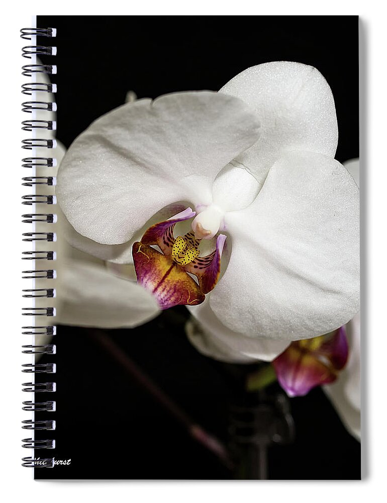 Floral Spiral Notebook featuring the photograph White Orchid up close by Thomas Whitehurst