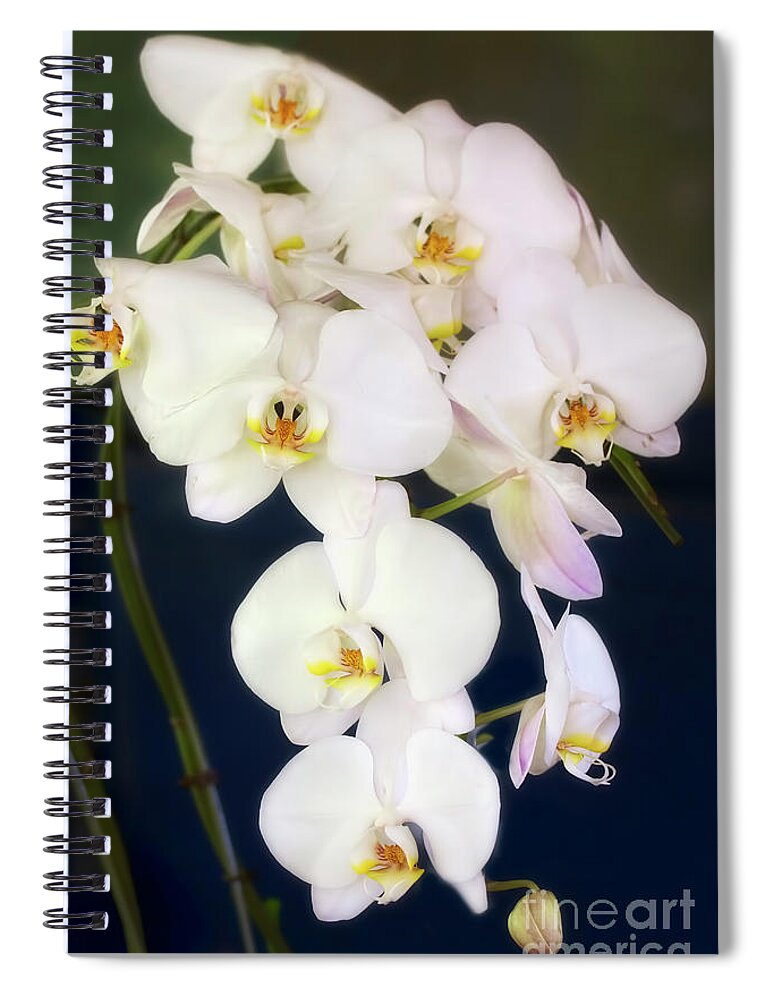Orchids Spiral Notebook featuring the photograph White Orchids by Joan Bertucci