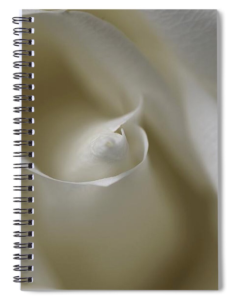 Pristine Spiral Notebook featuring the photograph White rose swirl by Lynn Hunt