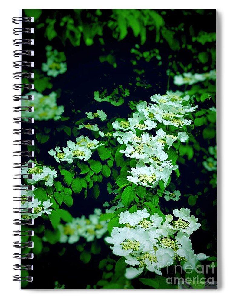 White Blossoms Spiral Notebook featuring the photograph White Steps into the Darkness by Gary F Richards