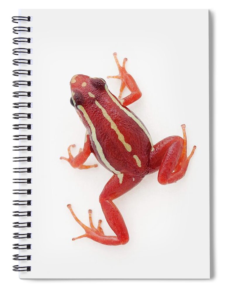Risk Spiral Notebook featuring the photograph White-striped Poison Dart Frog by Design Pics / Corey Hochachka