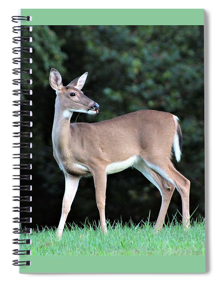 Deer Spiral Notebook featuring the photograph White Tail Doe by Cynthia Clark
