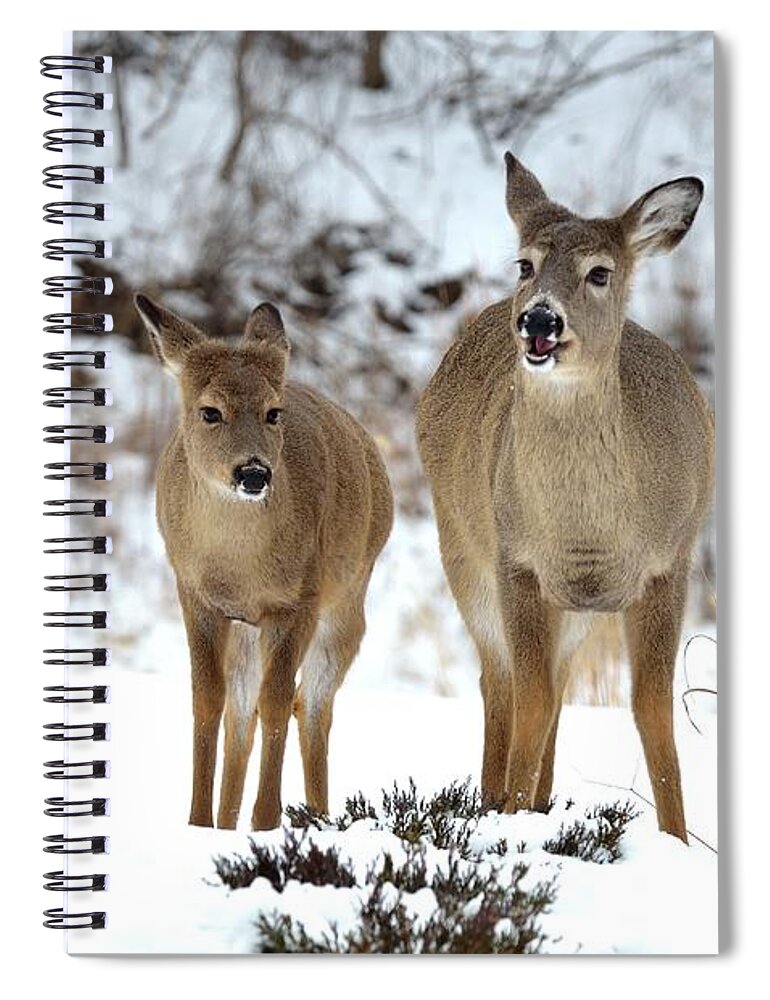 Snow Spiral Notebook featuring the photograph White Tailed Deer by Chanel3d