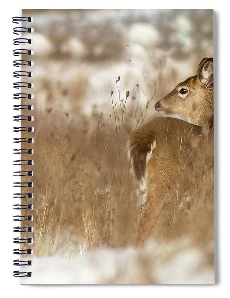 Grass Spiral Notebook featuring the photograph White-tailed Deer In Field, Winter by Photo By Ken Geiger