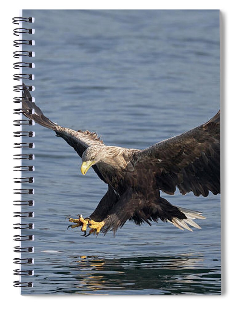 White Spiral Notebook featuring the photograph White-Tailed Eagle Hunting by Pete Walkden