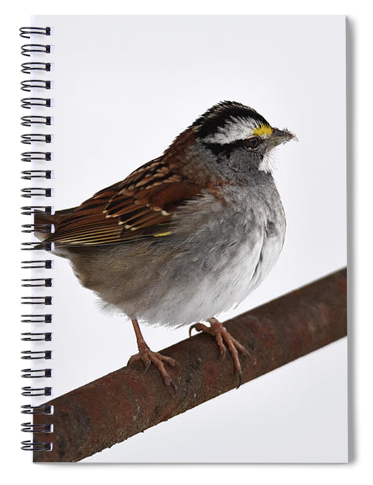 Sparrow Spiral Notebook featuring the photograph White-throated Sparrow 3 by Ann Bridges