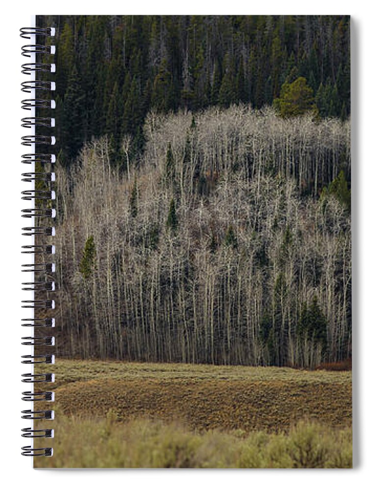Trees Spiral Notebook featuring the photograph White aspen trees, Wyoming by Julieta Belmont
