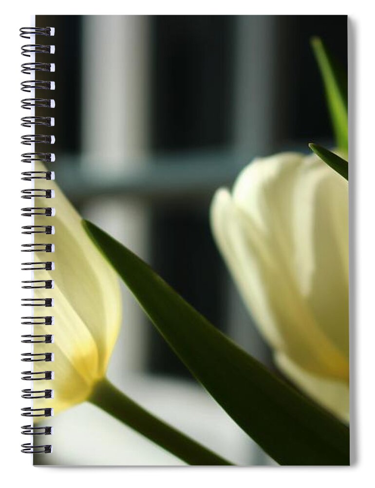 Tulip Spiral Notebook featuring the photograph White Tulips By the Window by Loretta S