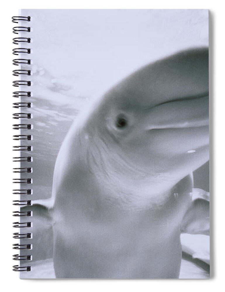 Underwater Spiral Notebook featuring the photograph White Whale by Henry Horenstein