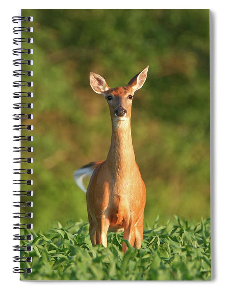 Alertness Spiral Notebook featuring the photograph Whitetail Deer Doe Standing In A Summer by Banksphotos