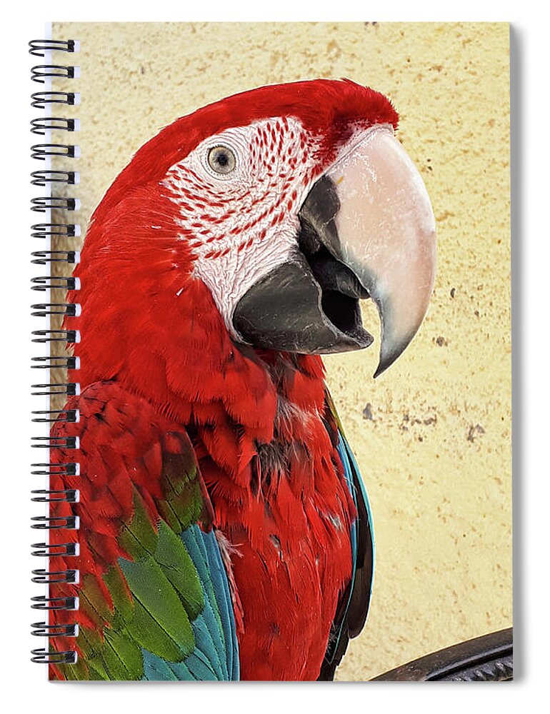 Macaw Spiral Notebook featuring the photograph Who is a pretty boy then ? by Brenda Kean