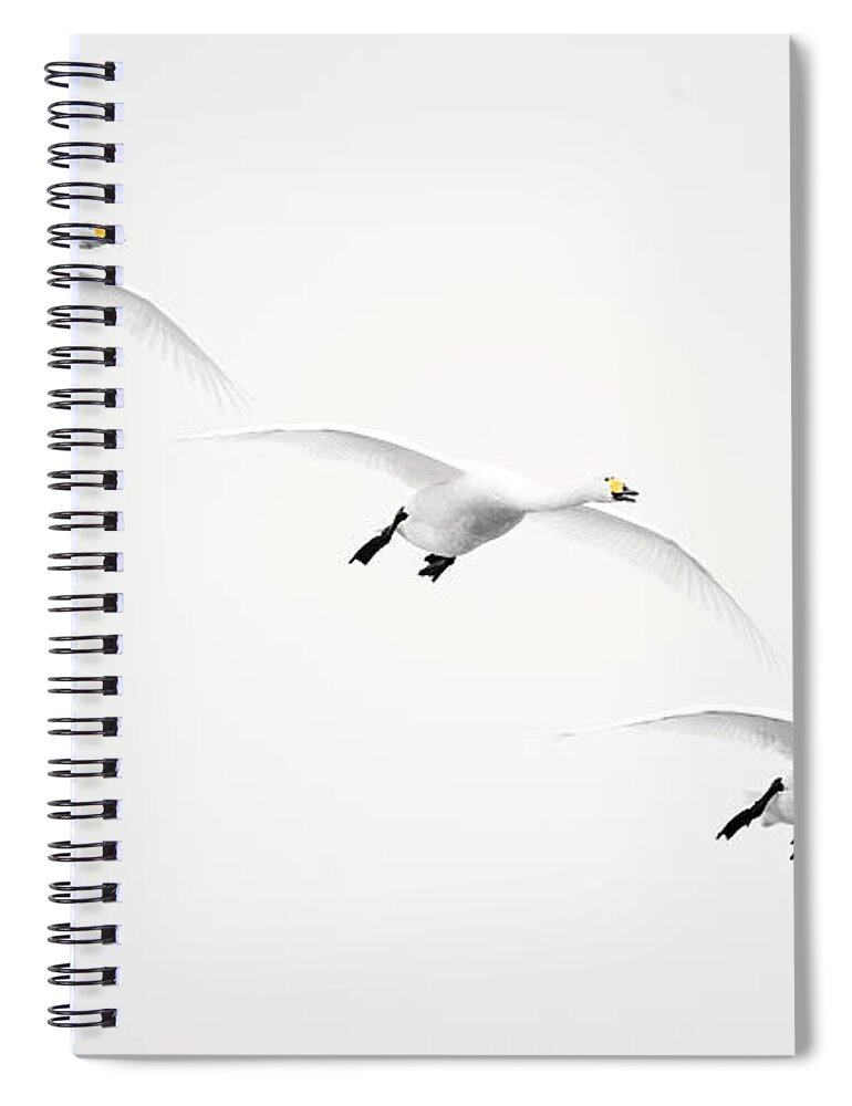 Formation Flying Spiral Notebook featuring the photograph Whooper Swan Cygnus Cygnus by Roine Magnusson