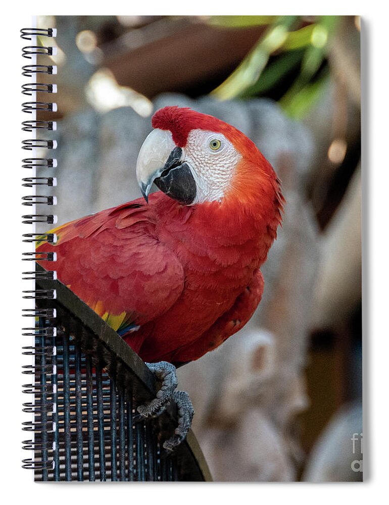 Parrot Spiral Notebook featuring the photograph Who's Looking at me by Abigail Diane Photography