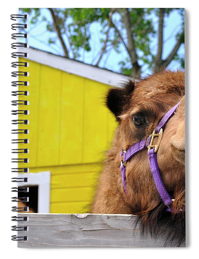 Camel Spiral Notebook featuring the photograph Why Hello There by Luke Moore