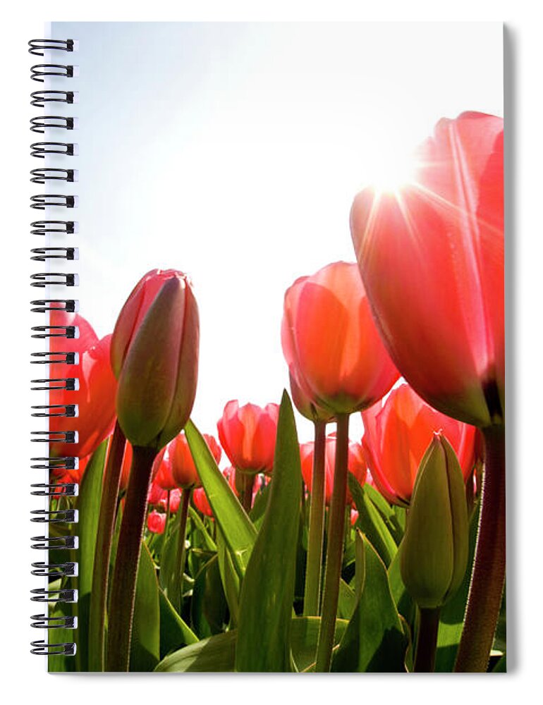Netherlands Spiral Notebook featuring the photograph Wide Angle View Of Red Tulip Field by Darrell Gulin