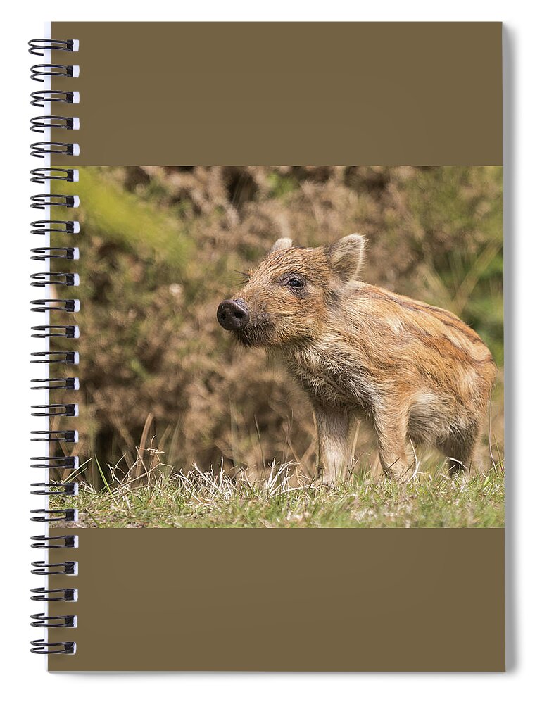 Wild Boar Spiral Notebook featuring the photograph Wild Boar Humbug by Wendy Cooper