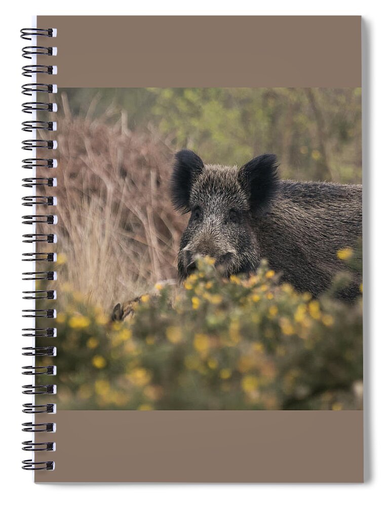 Wildlifephotograpy Spiral Notebook featuring the photograph Wild Boar Sow by Wendy Cooper
