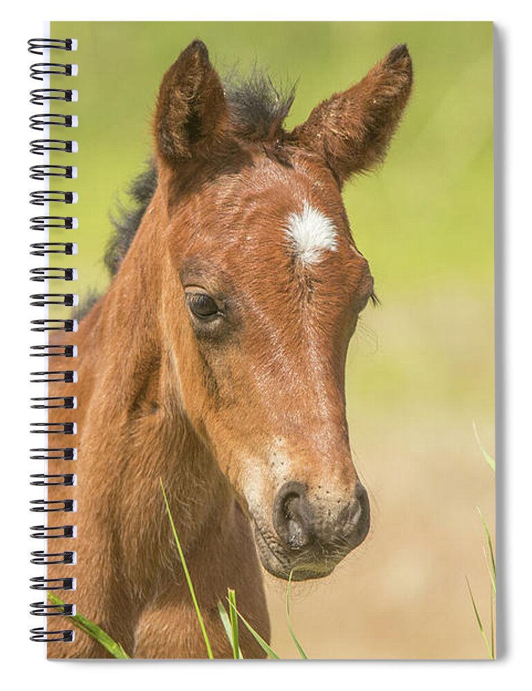 Nevada Spiral Notebook featuring the photograph Wild Colt Portrait by Marc Crumpler