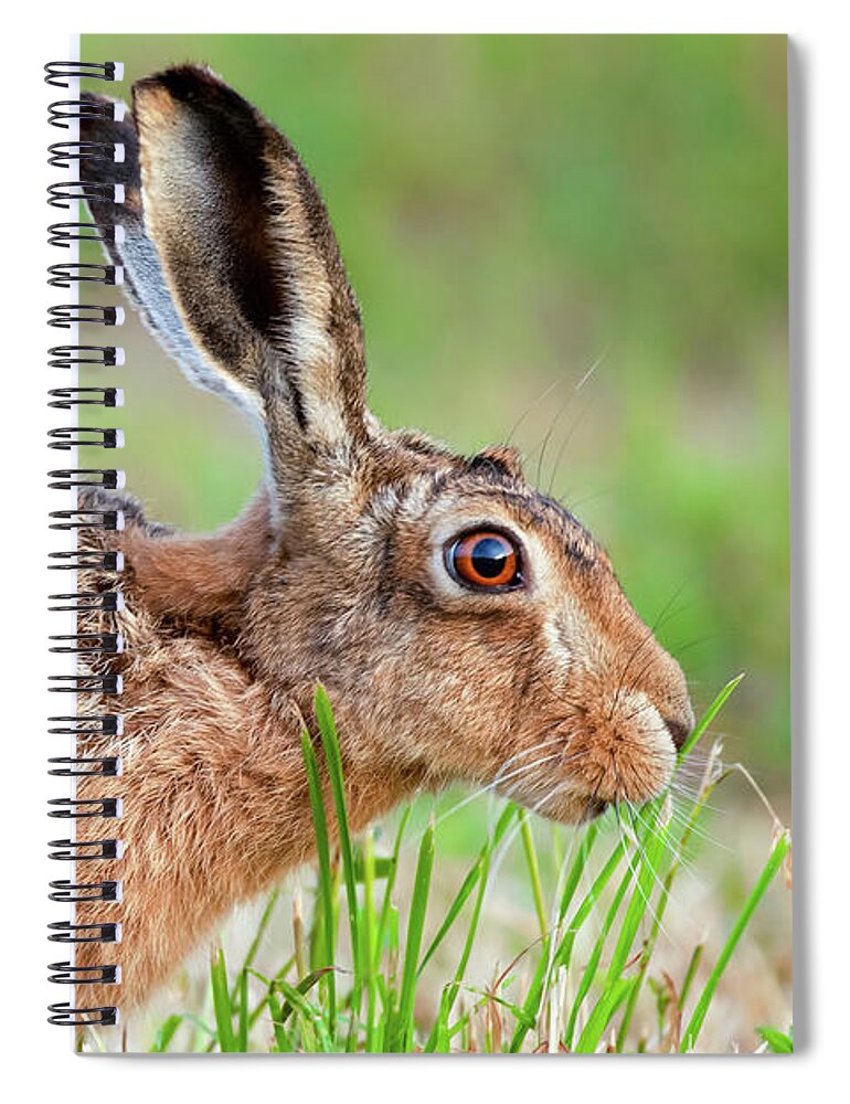 Norfolk Spiral Notebook featuring the photograph Norfolk wild hare close up eating grass in England by Simon Bratt