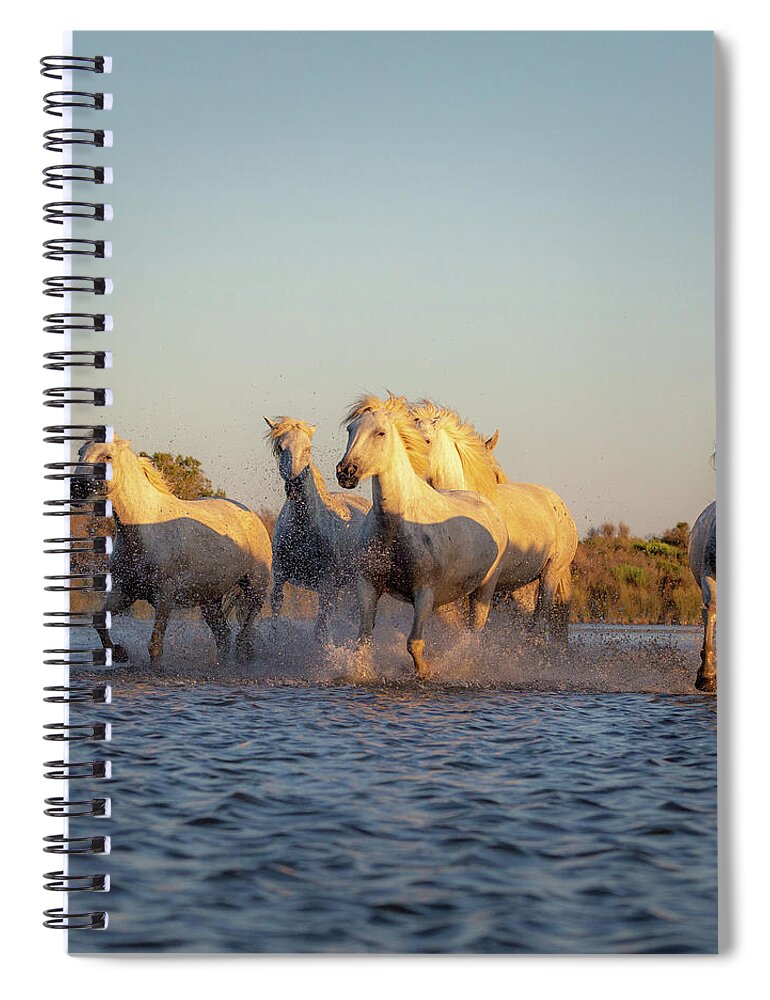 Aigues Mortes Spiral Notebook featuring the photograph Wild Horses by Francesco Riccardo Iacomino