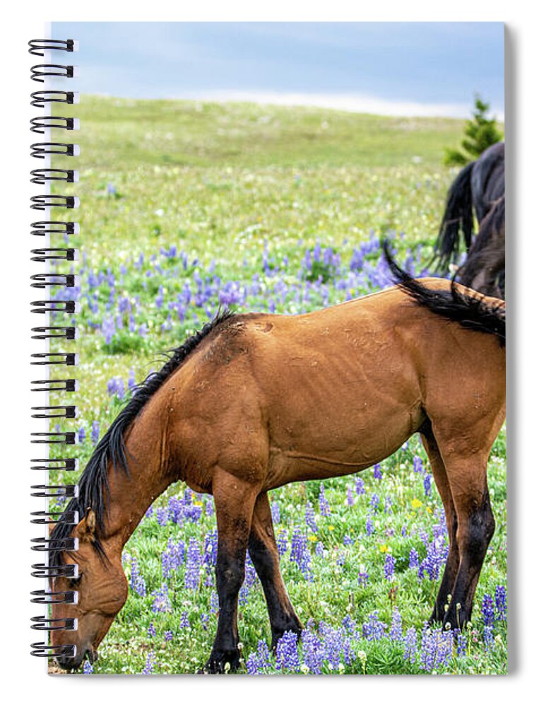 Pryor Mountain Spiral Notebook featuring the photograph Wild Pryor Mountain Mustangs by Douglas Wielfaert