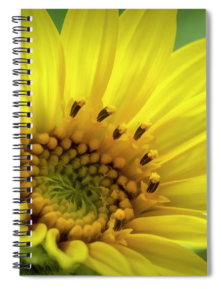 Sunflower Spiral Notebook featuring the photograph Wild Sunflower by Cathy Kovarik