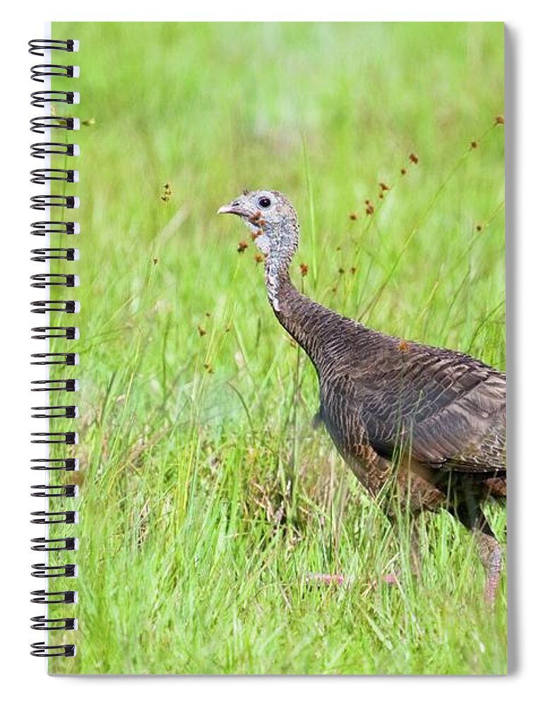 Wild Spiral Notebook featuring the photograph Wild Turkey by T Lynn Dodsworth