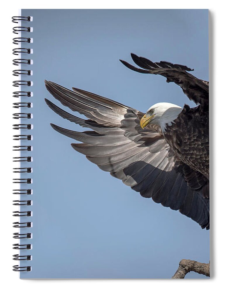 Bald Eagle Spiral Notebook featuring the photograph Wings by Laura Hedien