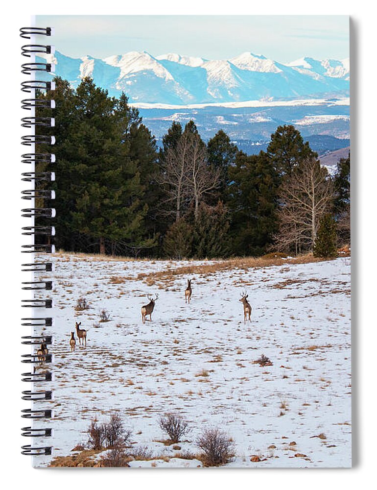 Deer Spiral Notebook featuring the photograph Winter Deer Herd by Steven Krull