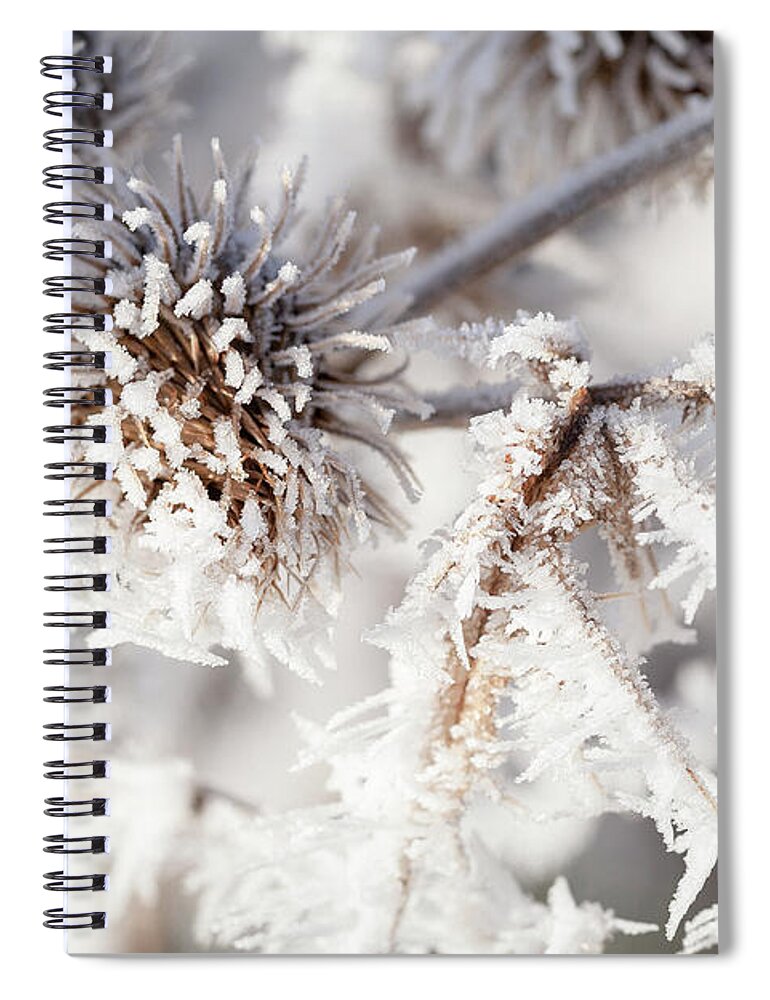 Freezing Spiral Notebook featuring the photograph Winter frost on a garden thistle close up by Simon Bratt