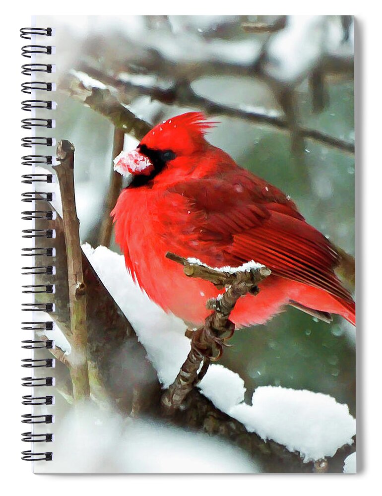 Cardinal Spiral Notebook featuring the photograph Winter Red Bird - Male Northern Cardinal with a Snow Beak by Kerri Farley