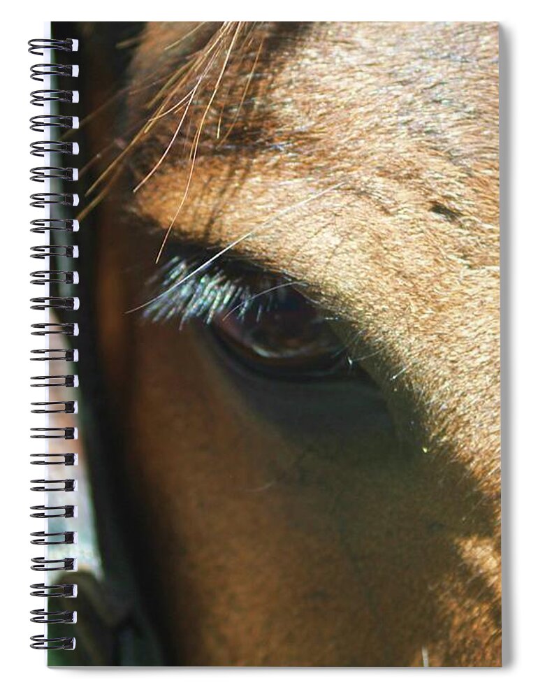 Horse Spiral Notebook featuring the photograph Wise Eye by Fred Bailey