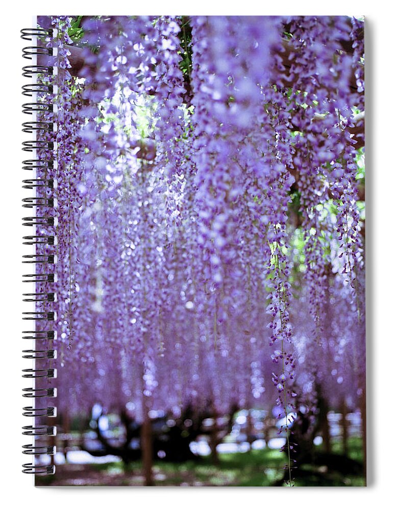Outdoors Spiral Notebook featuring the photograph Wisteria In Byodo-in by Yoshika Sakai