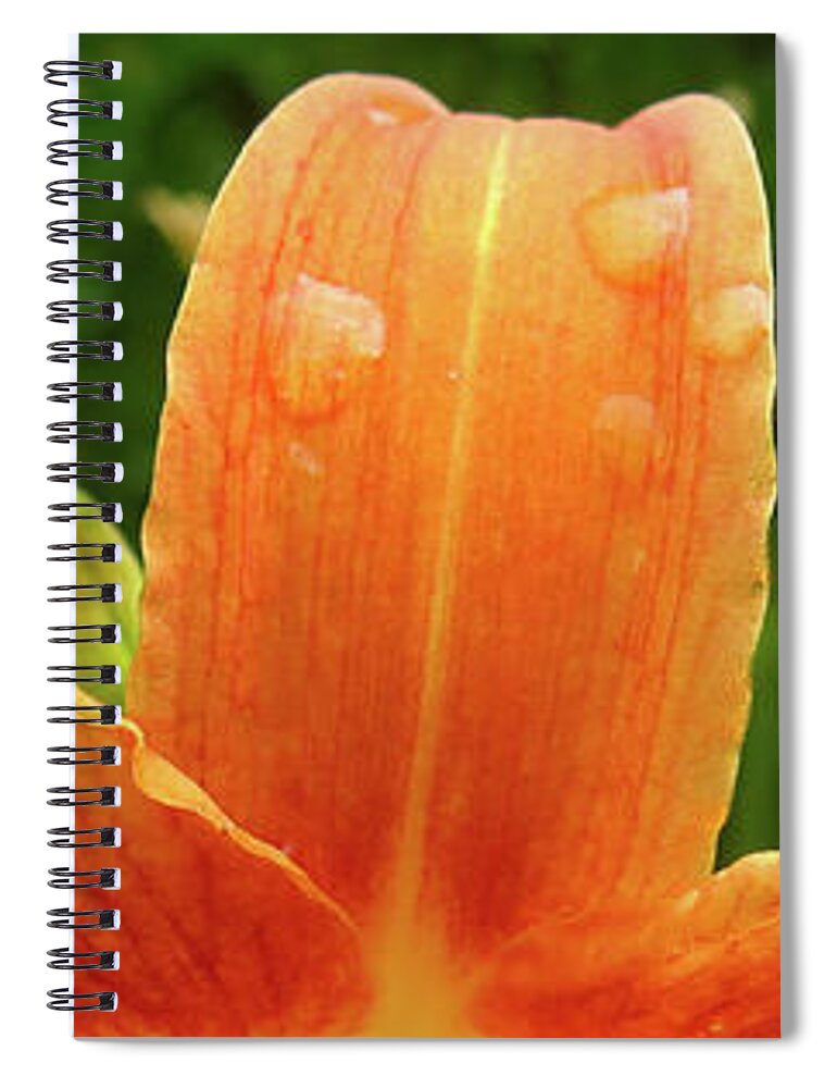 Elaine's Spiral Notebook featuring the photograph With Open Arms by David Coblitz