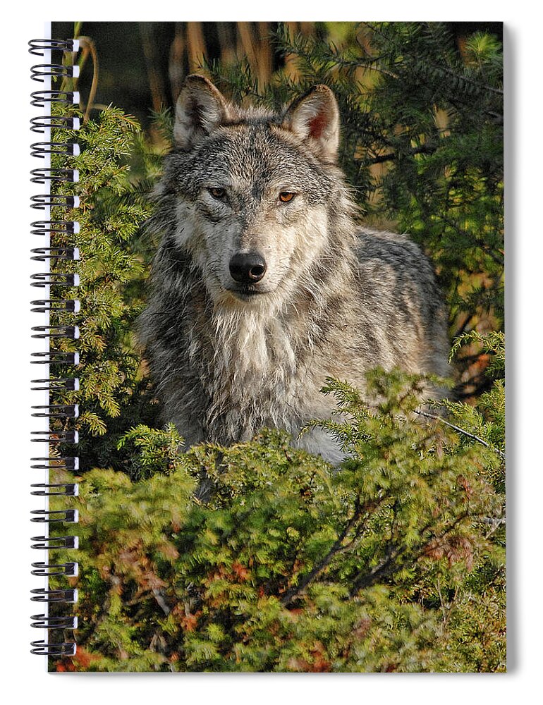 Wolf Spiral Notebook featuring the photograph Wolf in the Woods by Wade Aiken