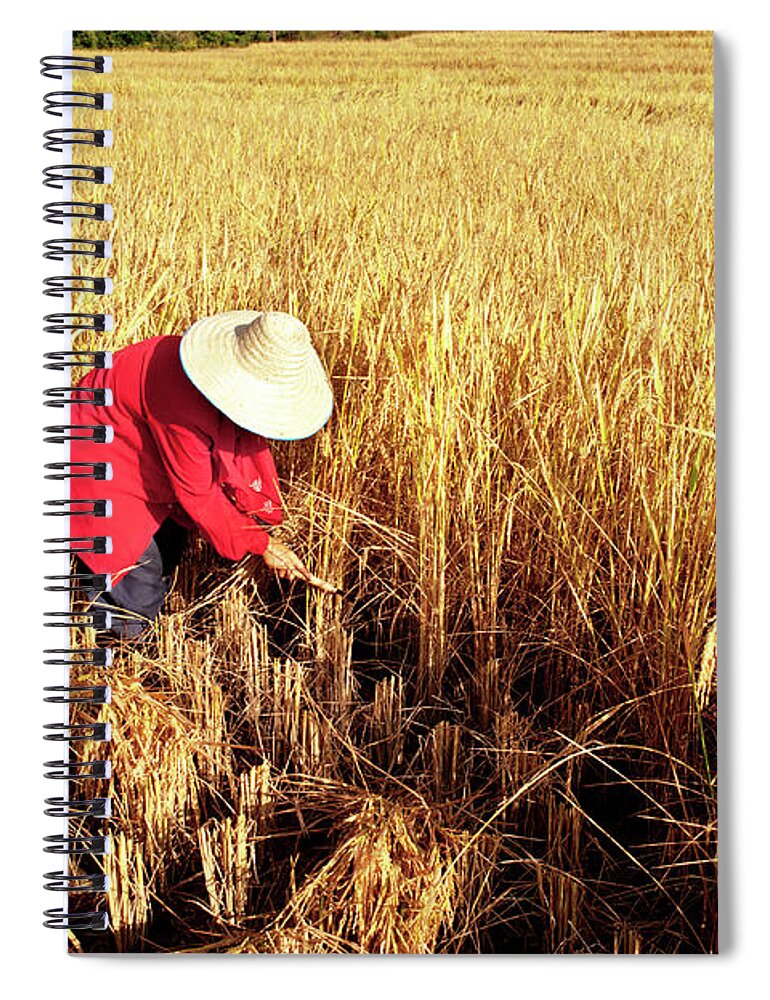 Working Spiral Notebook featuring the photograph Woman Harvesting Rice By Hand by Oneclearvision