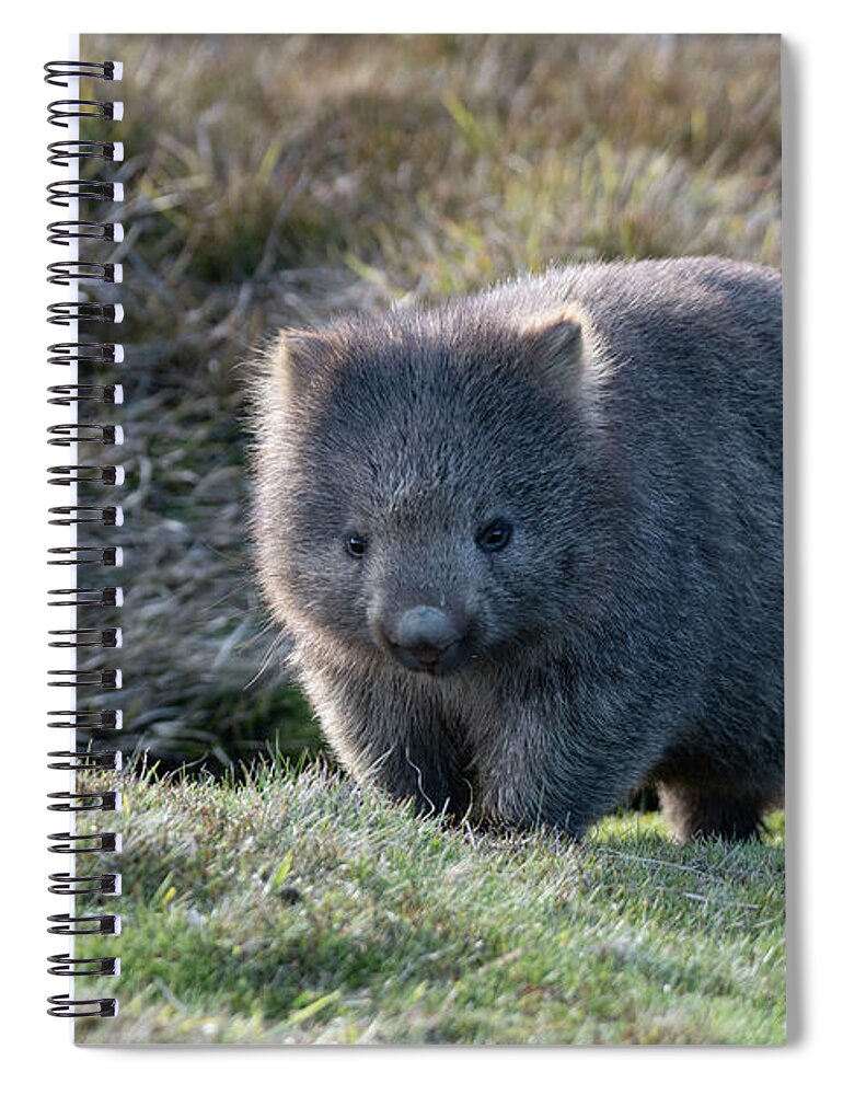 Wombat Spiral Notebook featuring the photograph Wombat by Patrick Nowotny