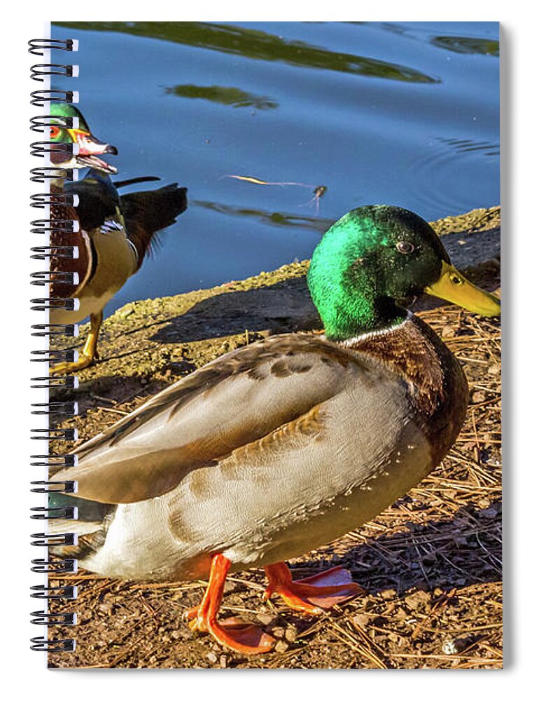 Wood Duck Spiral Notebook featuring the photograph Wood Duck and Mallards by Kate Brown