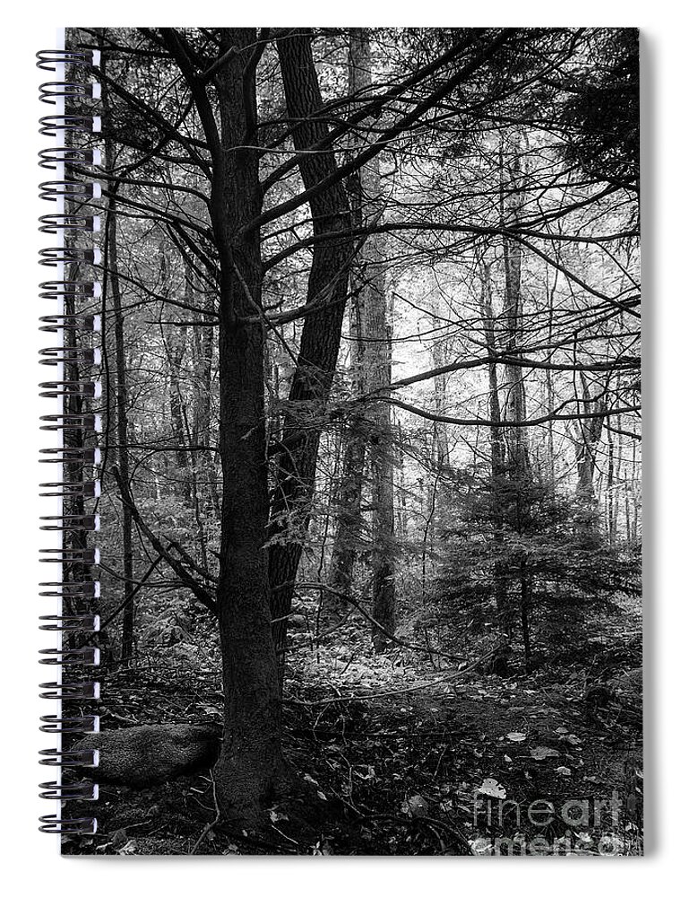 Forest Spiral Notebook featuring the photograph Woodland Scene by Mike Eingle