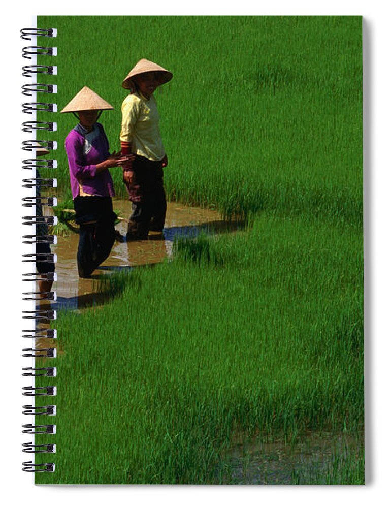 Working Spiral Notebook featuring the photograph Working The Rice Paddies Of Northern by Oliver Strewe