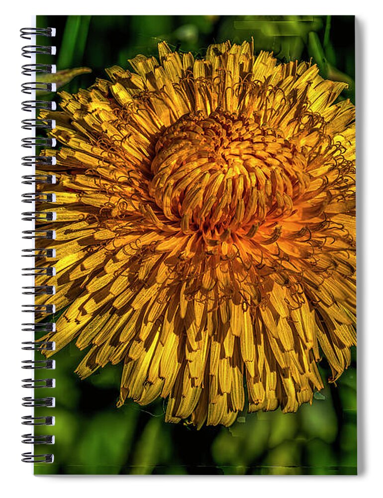 Dandelions Spiral Notebook featuring the photograph Yellow and orange on dark green #i7 by Leif Sohlman