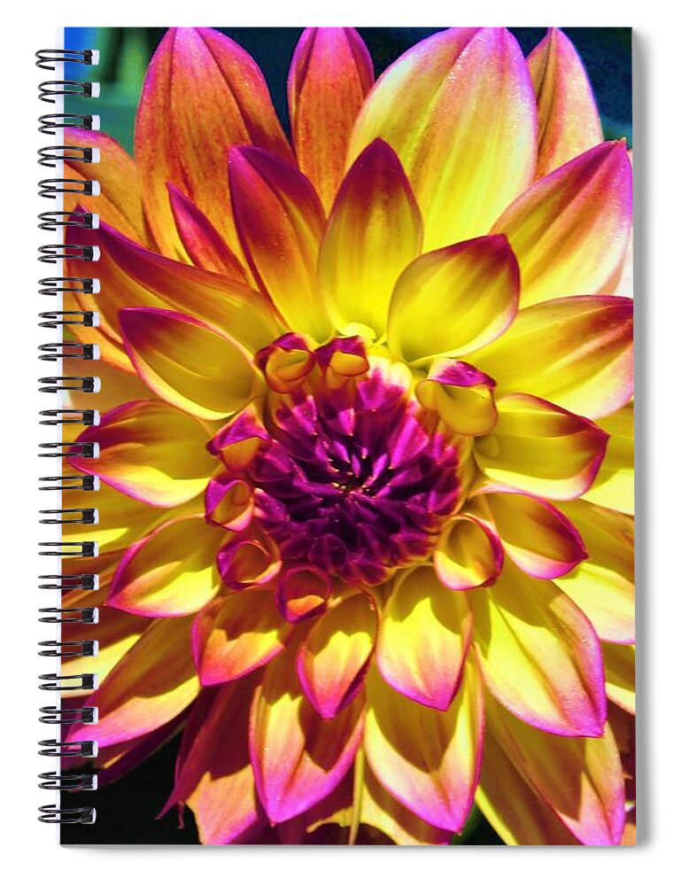 - Yellow And Purple Dahlias Spiral Notebook featuring the photograph - Yellow and Purple Dahlias by THERESA Nye