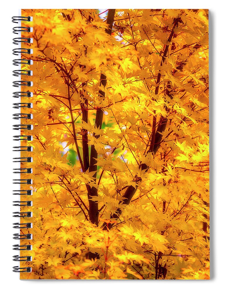 Yellow Spiral Notebook featuring the photograph Yellow Autumn Leaves by Garry Gay