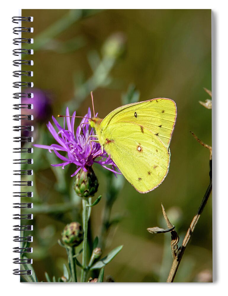 Butterfly Spiral Notebook featuring the photograph Yellow Butterfly 7201 by Cathy Kovarik