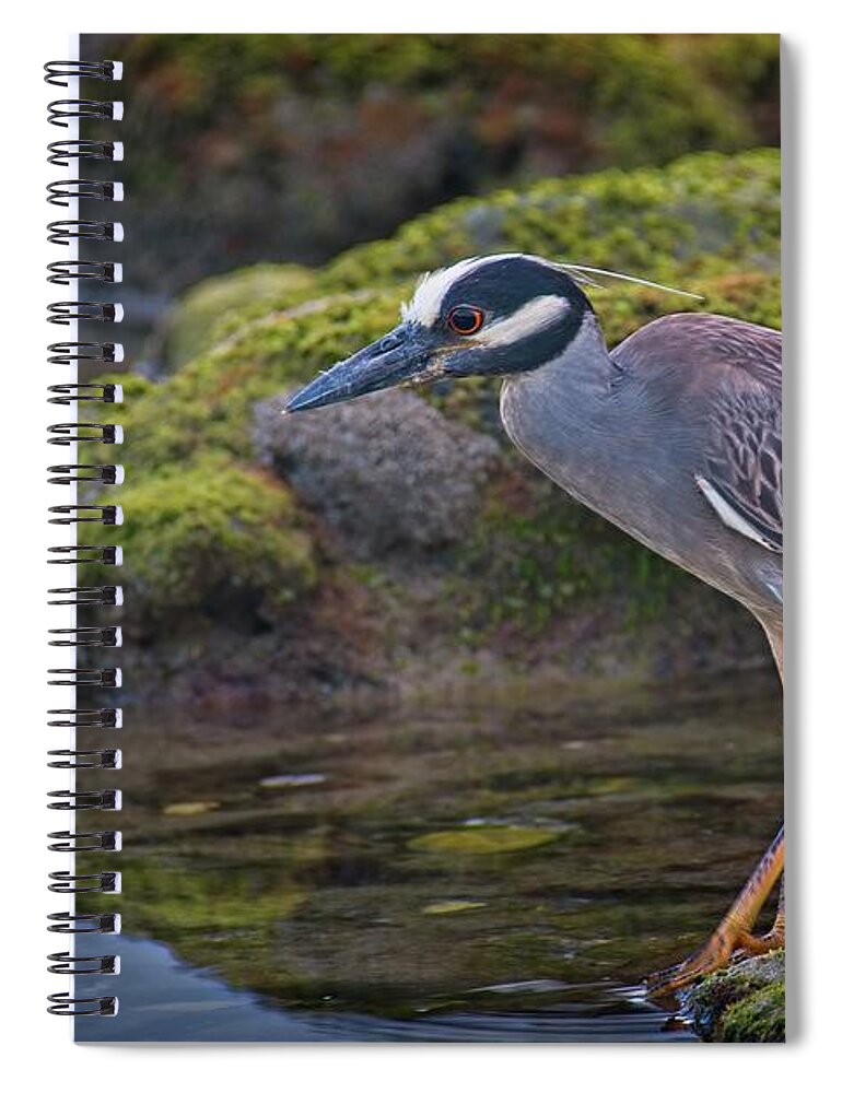 Coral Cove Spiral Notebook featuring the photograph Yellow-crowned Night Heron by Steve DaPonte