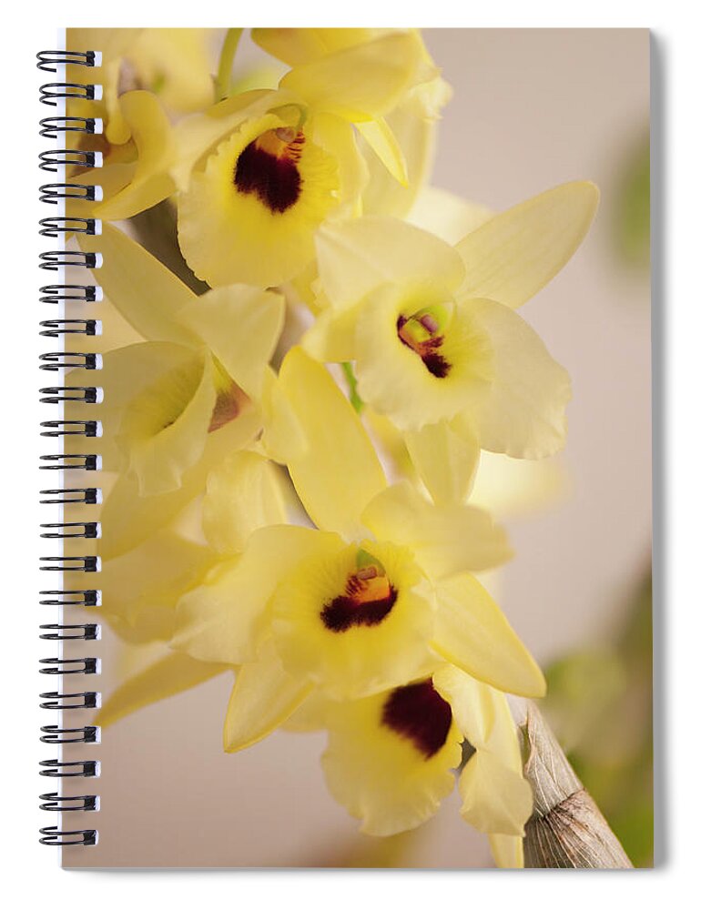 Rockville Spiral Notebook featuring the photograph Yellow Dendrobium Nobile In Full Bloom by Maria Mosolova